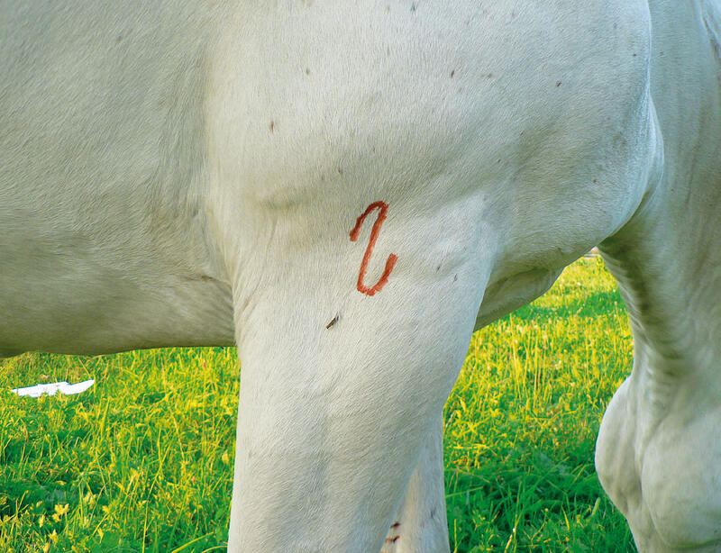 Mit Akupunkturnadeln oder Körbler´schen Zeichen können heilende Impulse gesetzt werden, ohne das Tier zu stören.
© A.Domberg