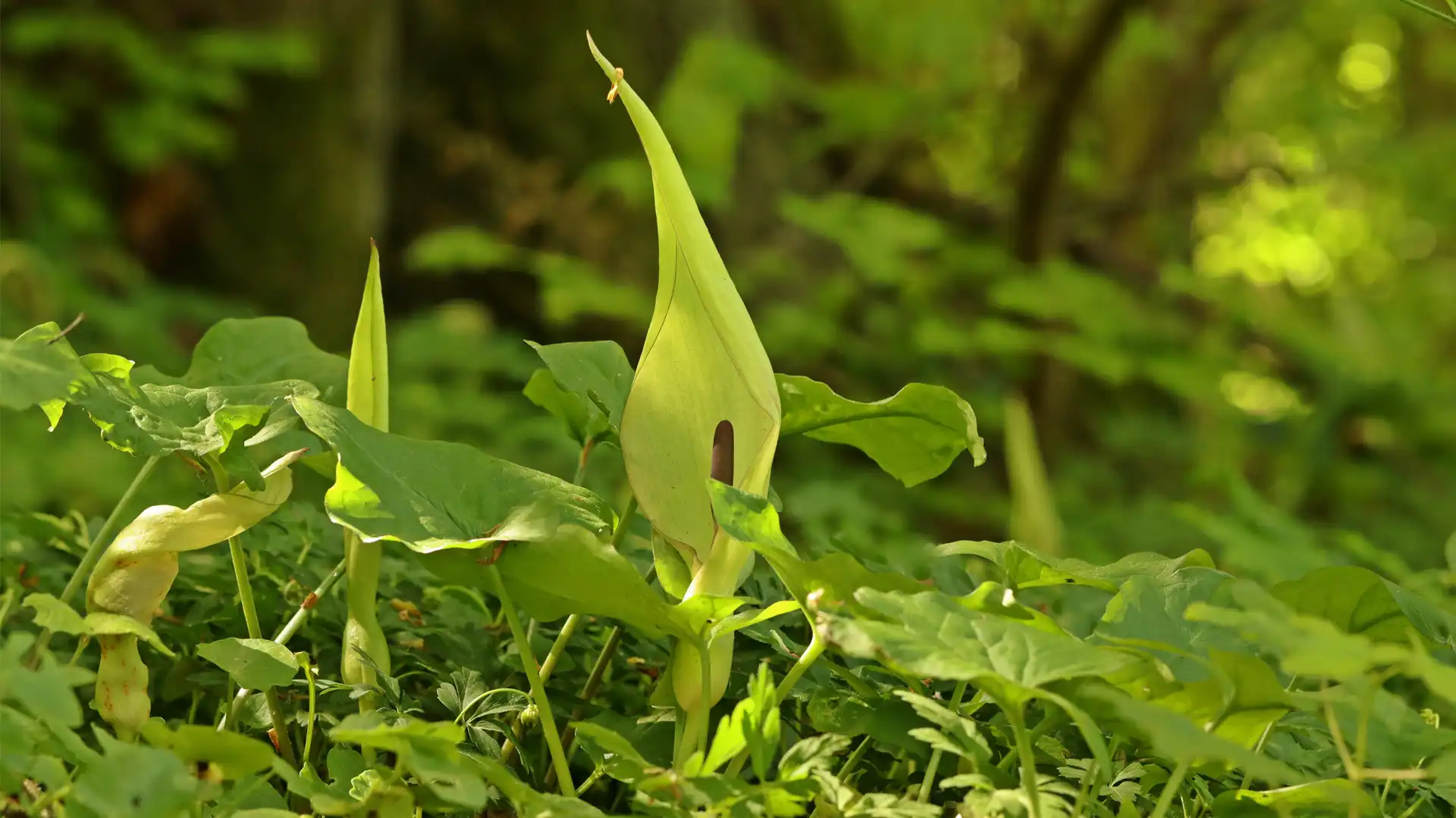Gefleckter Aronstab mit pfeilförmigen Blättern im schattigen Laubwald
