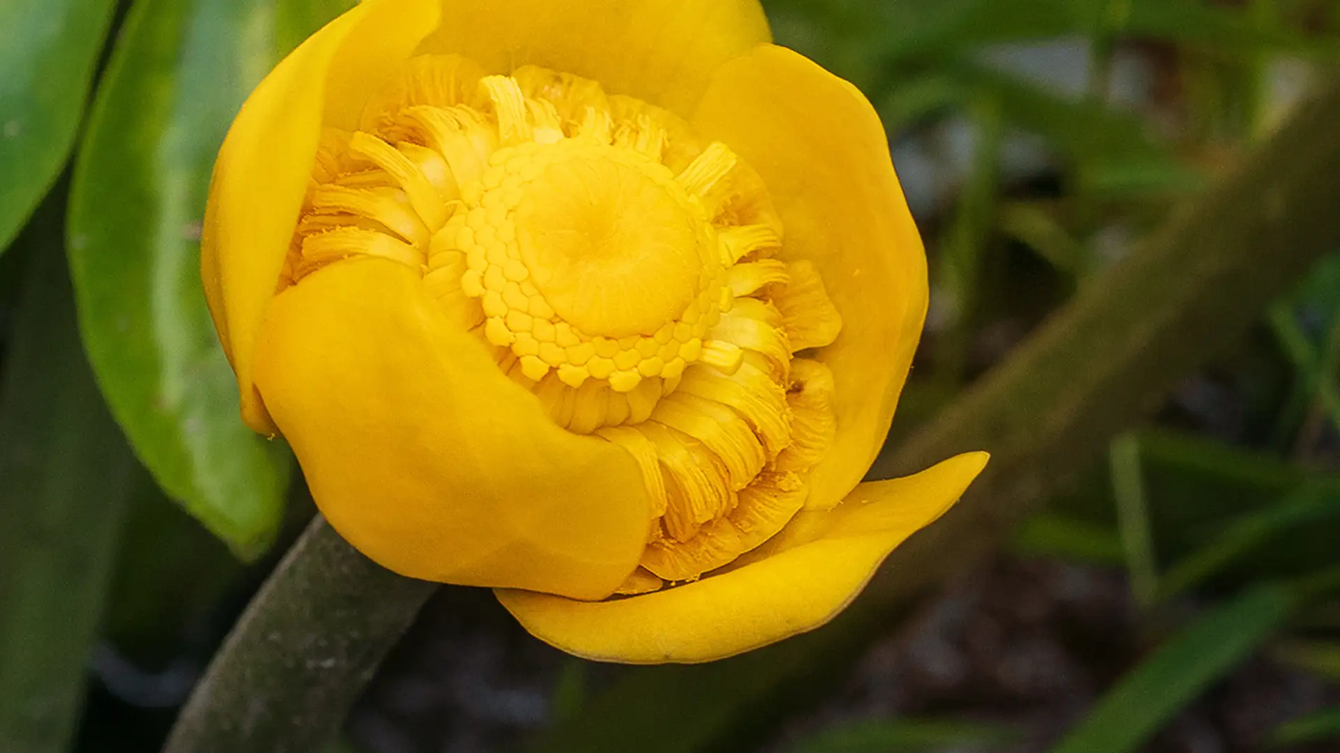 Gelbe Teichrose (Nuphar lutea) mit leuchtend gelber Blüte auf einem Teich als Symbol für heimische Wasserpflanzen, Volksheilkunde und Naturkunde.