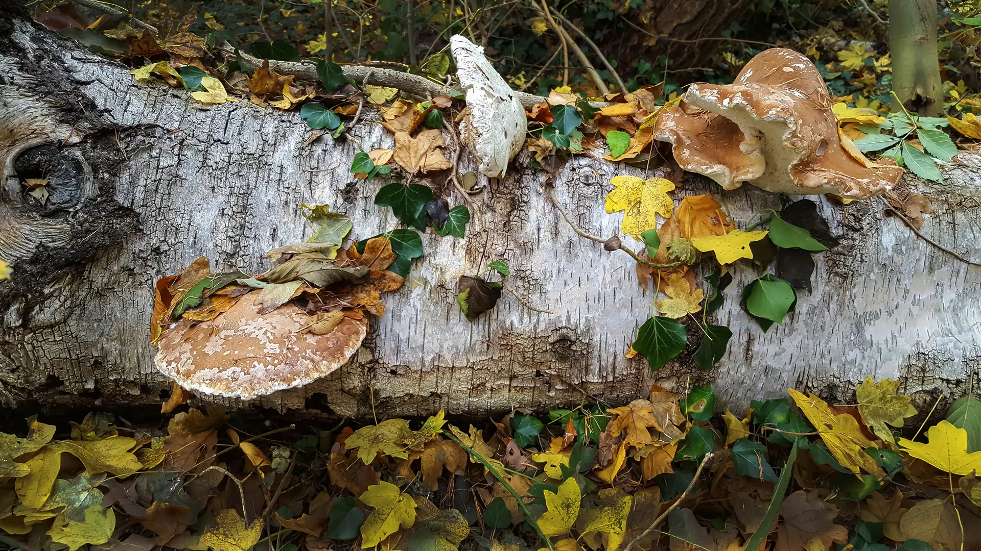 Heilpilze auf einem umgestürzten Baumstamm im herbstlichen Wald.
