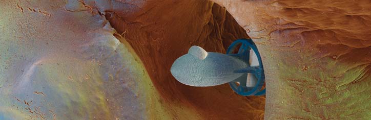 Die phantastischen Erfindungen der Natur