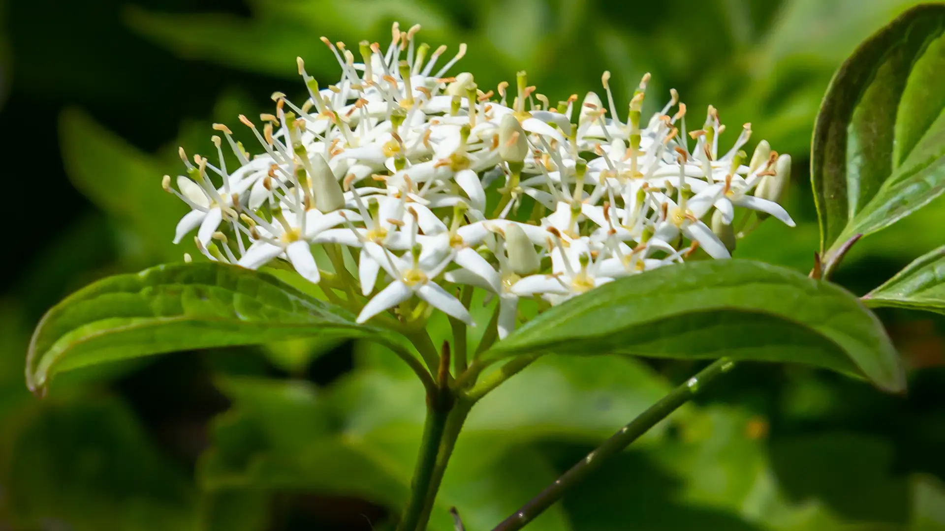 Weiße Blütendolde des Roten Hartriegels mit grünen Blättern.
