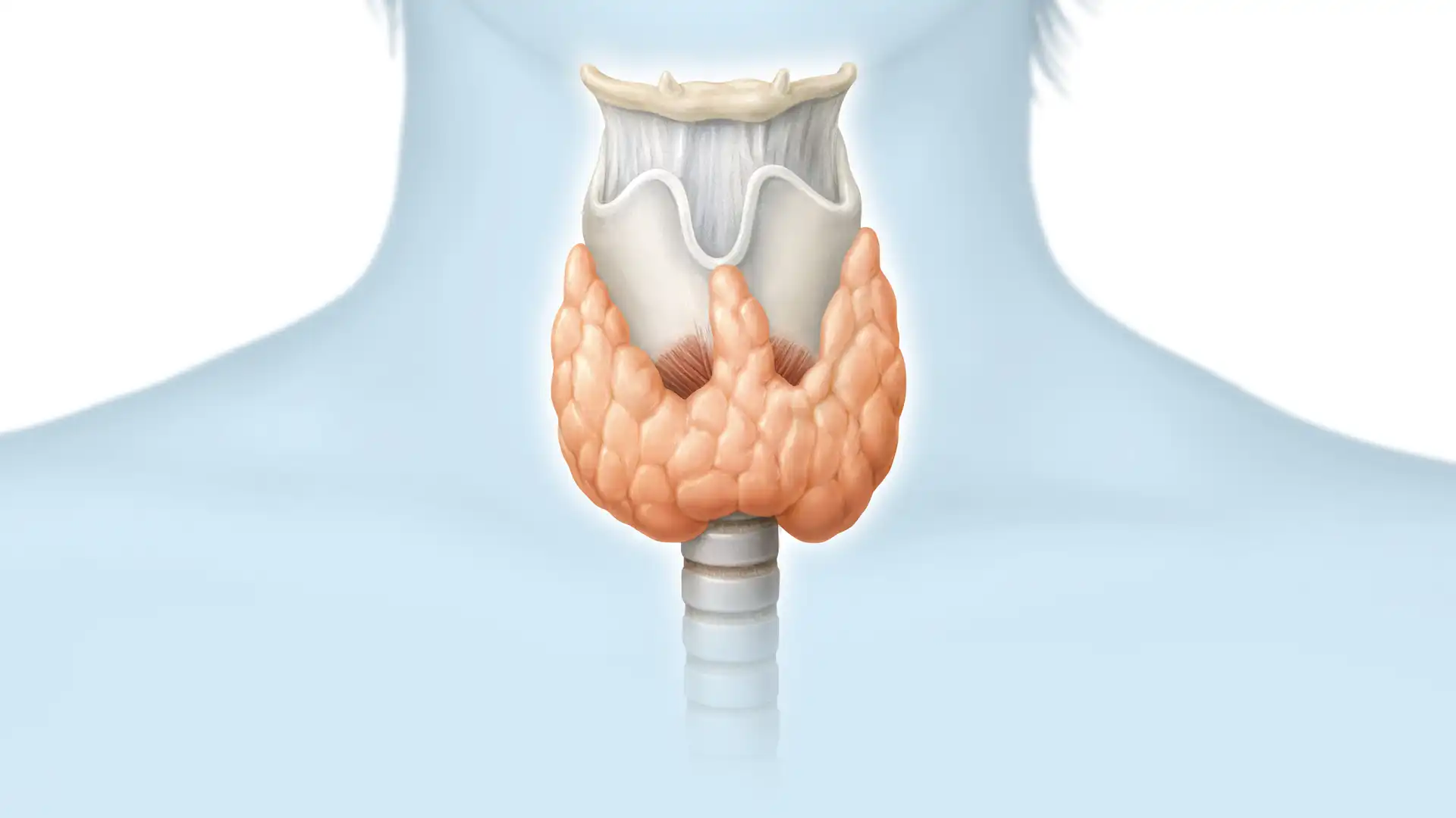 Schildrüse – Organ der inneren und äußeren Kommunikation