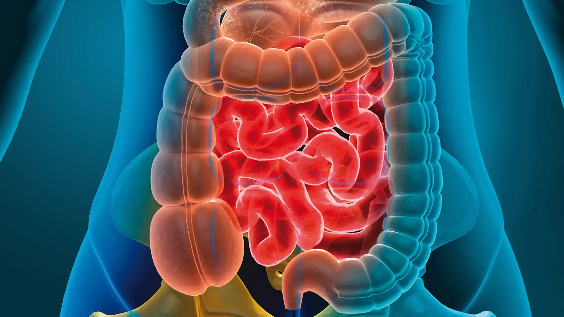 Stoffwechsel aus Sicht der Allchemie
